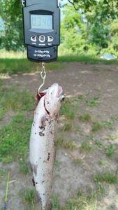 Rainbow Trout