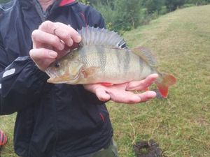 European Perch