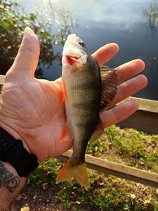 European Perch