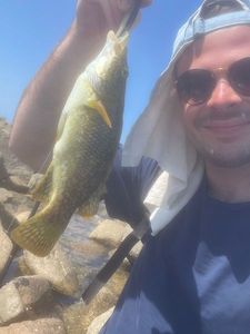 Ballan Wrasse
