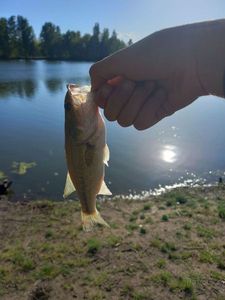 Largemouth Bass