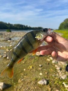 European Perch