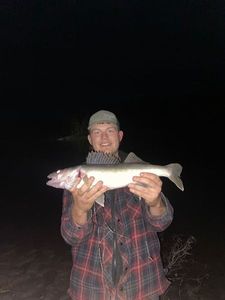 Walleye