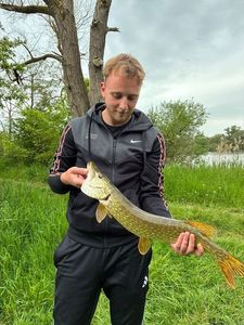 Chain Pickerel
