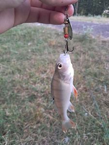 European Perch