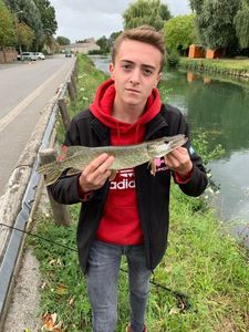 Northern Pike