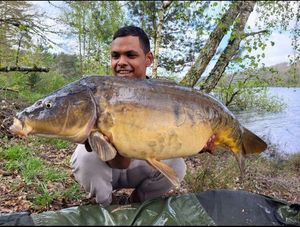 Mirror Carp