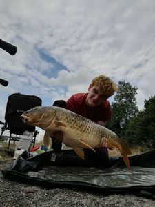 Common Carp