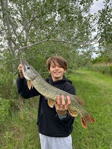 Northern Pike