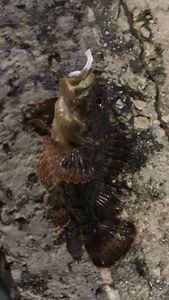 Brown Scorpionfish