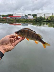 European Perch