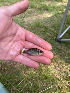 Green Sunfish