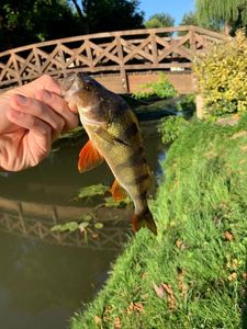 European Perch