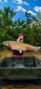 Grass Carp