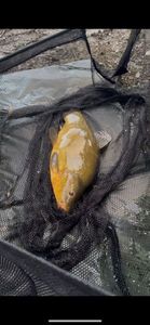 Tench