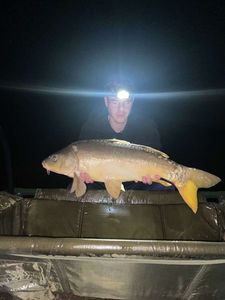 Mirror Carp