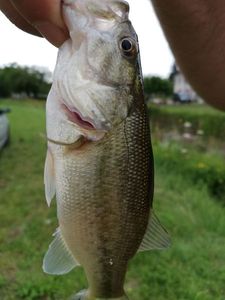Smallmouth Bass