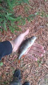 European Perch