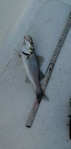 European Bass (Seabass)