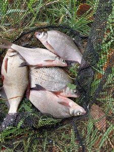 Common Bream