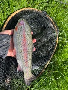 Rainbow Trout