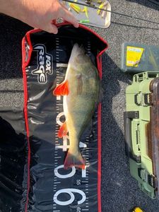 European Perch