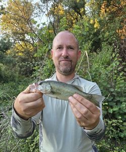Largemouth Bass