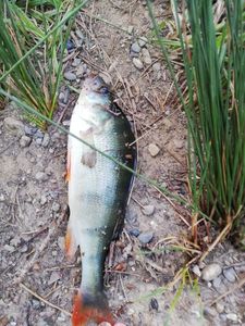 European Perch