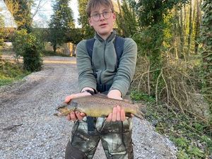 Brown Trout