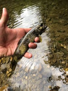 Brown Trout