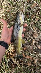 Brown Trout