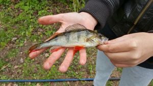 European Perch