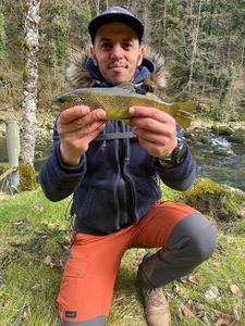 Brown Trout