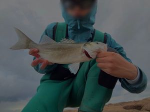 European Bass (Seabass)