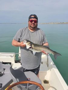 European Bass (Seabass)