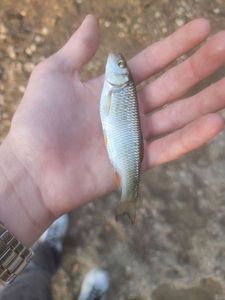 Chub