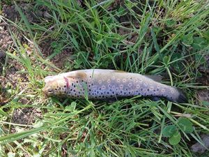 Brown Trout