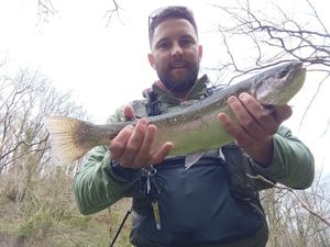 Rainbow Trout