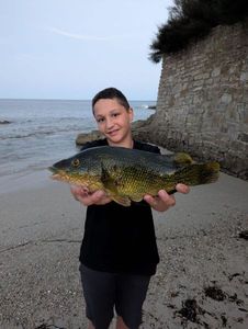 Ballan Wrasse