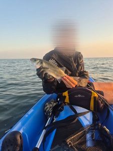 European Bass (Seabass)