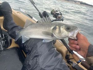 European Bass (Seabass)