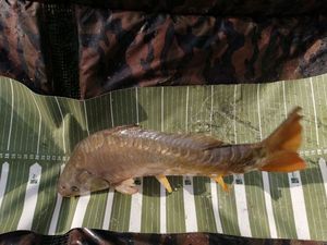 Mirror Carp