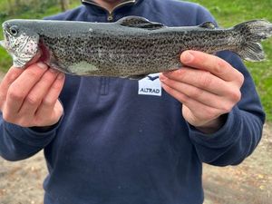 Rainbow Trout