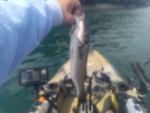 European Bass (Seabass)