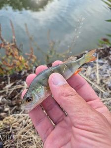 European Perch