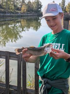 Rainbow Trout