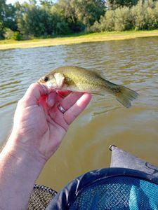 Largemouth Bass