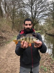 European Perch