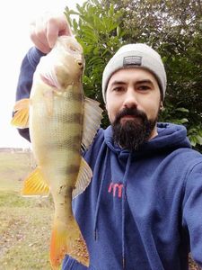 European Perch