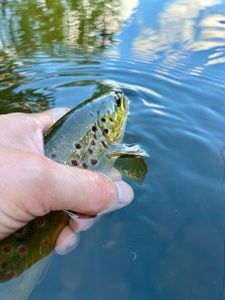 Brown Trout